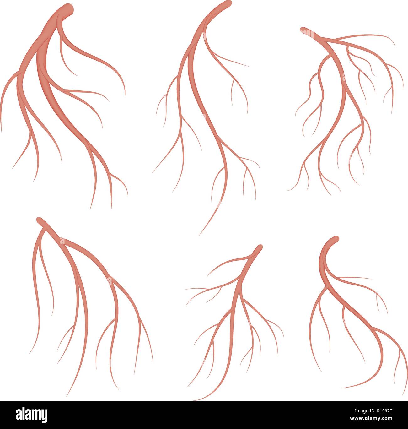 Les veines, vaisseaux sanguins rouges ensemble. Vector illustration médicale réaliste isolé sur fond blanc Illustration de Vecteur