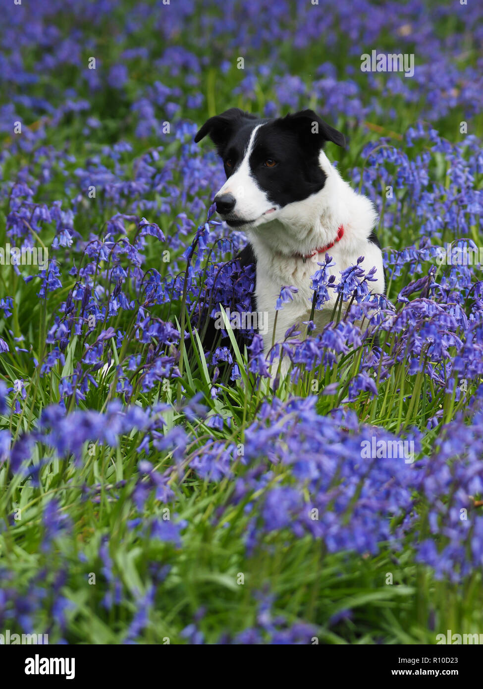 Un joli colley chien se trouve dans un pré de jacinthes. Banque D'Images