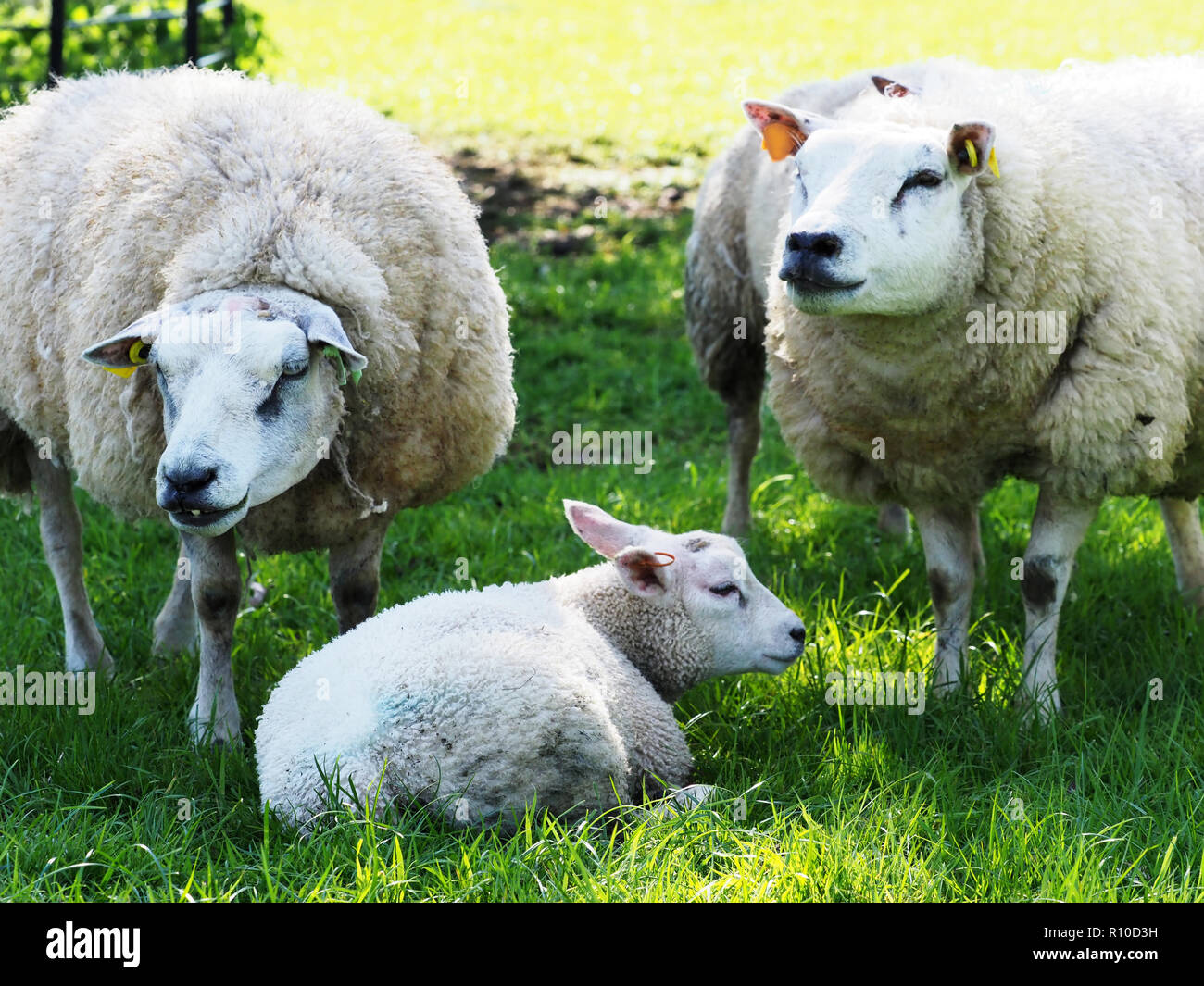 Un joli printemps agneau et sa mère dans un enclos d'herbe. Banque D'Images