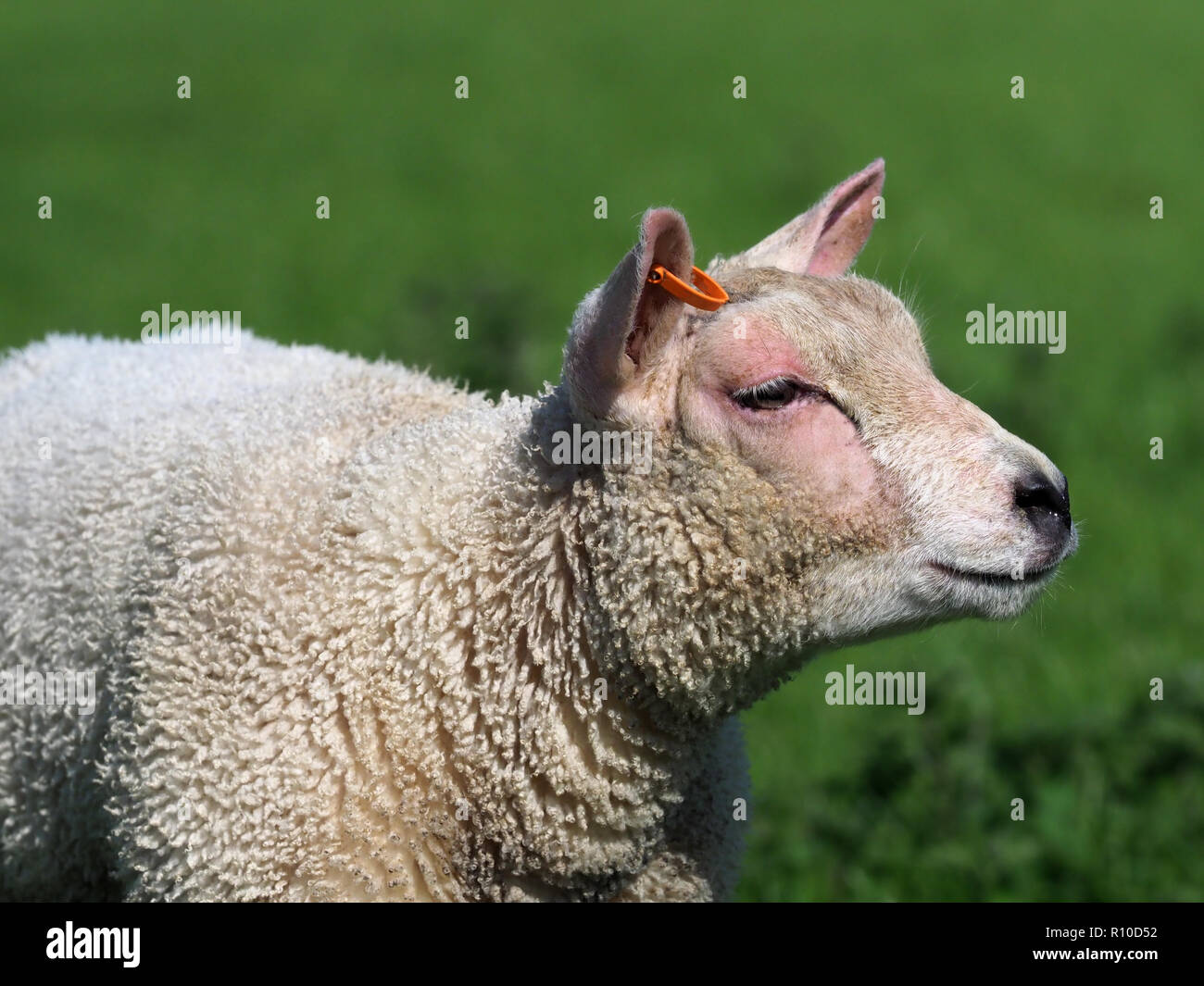 Un mignon agneau de printemps dans un enclos d'herbe. Banque D'Images