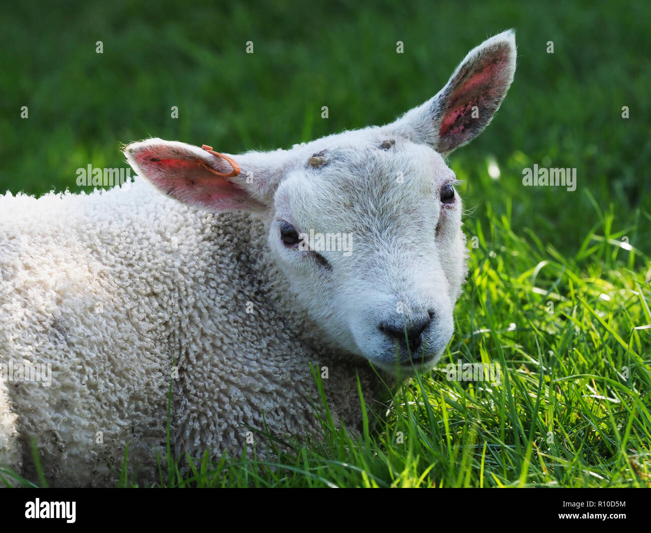 Un mignon agneau de printemps dans un enclos d'herbe. Banque D'Images