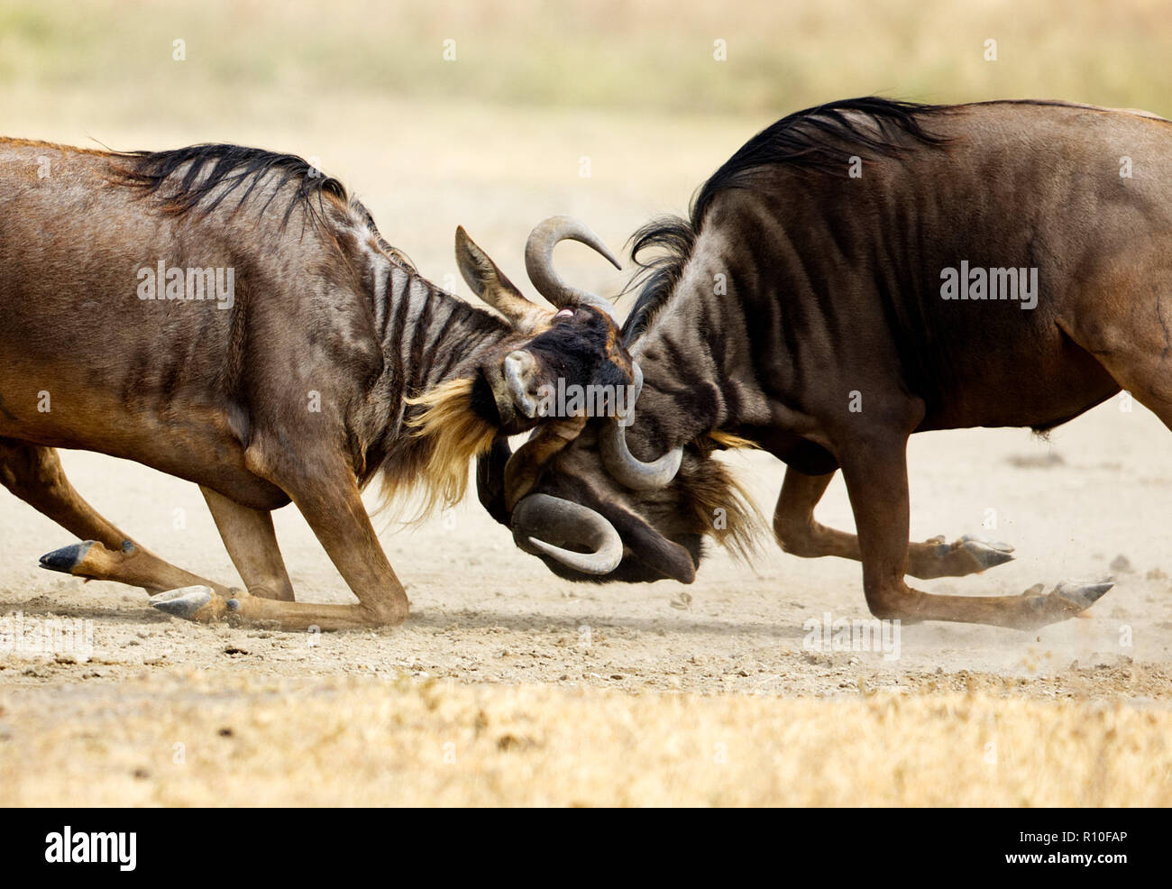 2 Deux Gnous bleus sur les genoux contre le cratère du Ngorongoro Tanzanie Afrique Banque D'Images