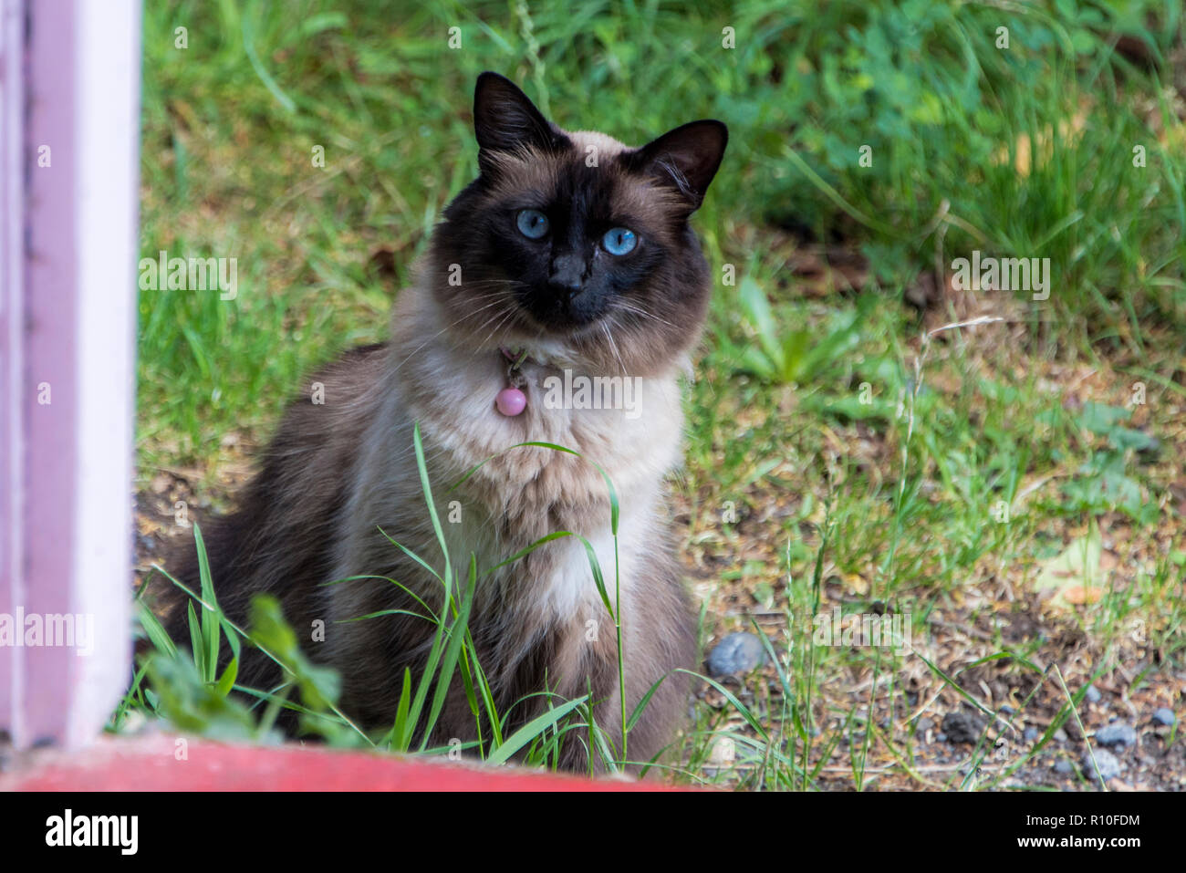 Blue-eyed cat à l'intérieur de la maison Banque D'Images