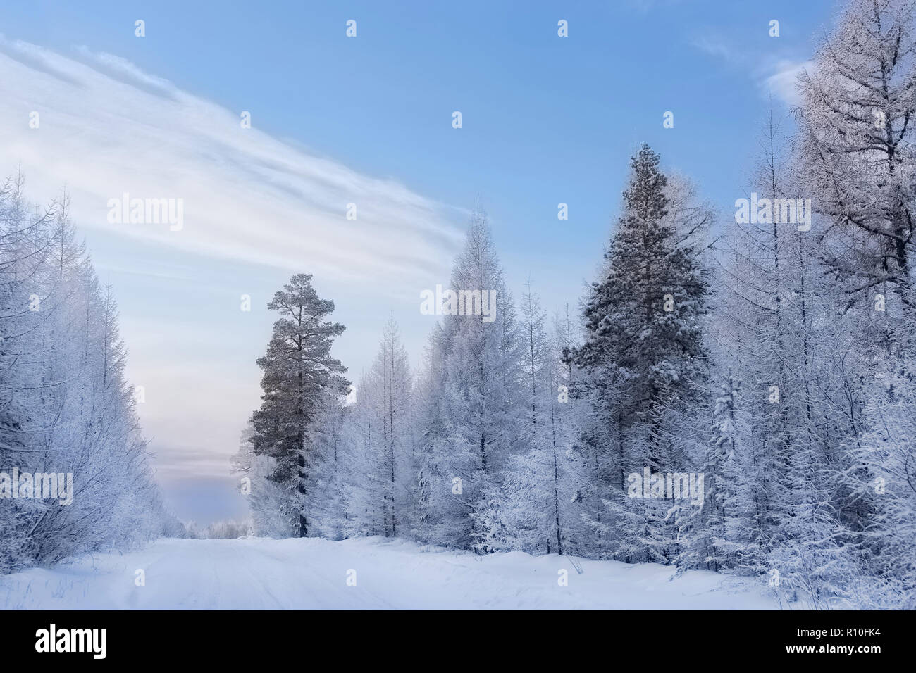 Une fabuleuse forêt couverte de neige d'hiver sur le fond bleu du ciel Banque D'Images