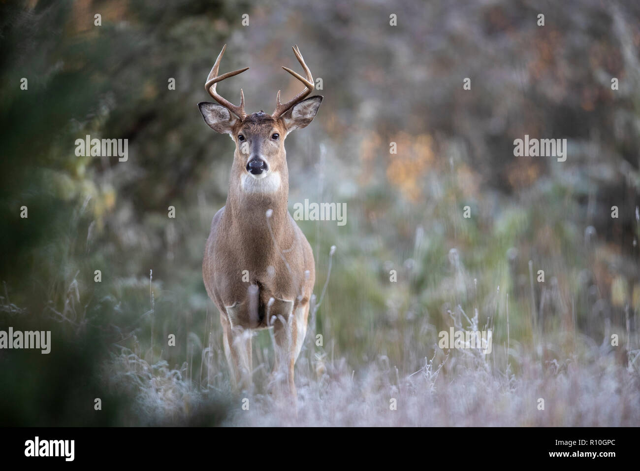 Un curieux cerf buck à Alert. Banque D'Images