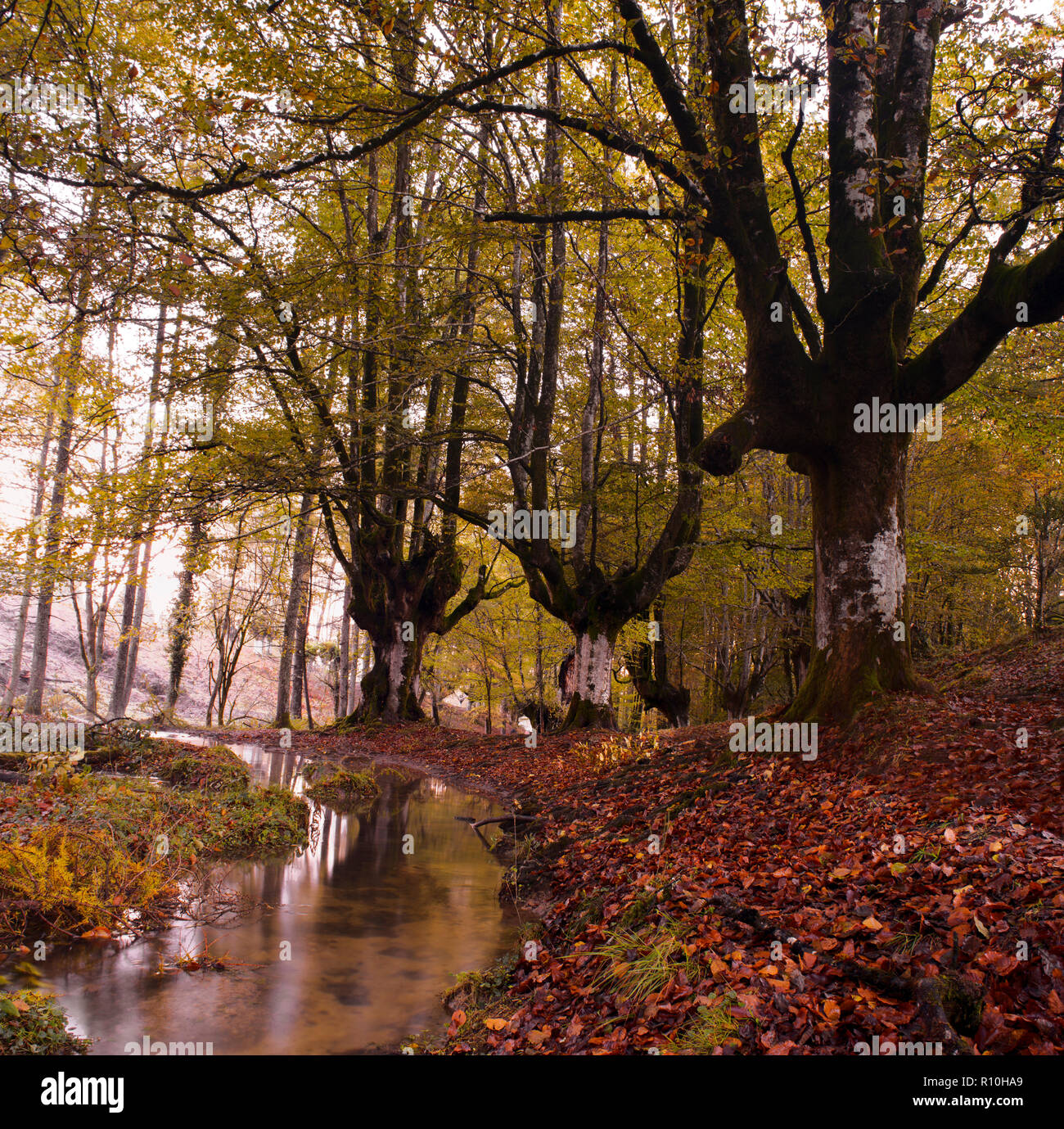 Forêt de hêtre colorés, avec une belle giclée passant entre les grands arbres de la forêt, Otzarreta avec le sol plein de tombée l'automne feuilles rouges, dans Banque D'Images