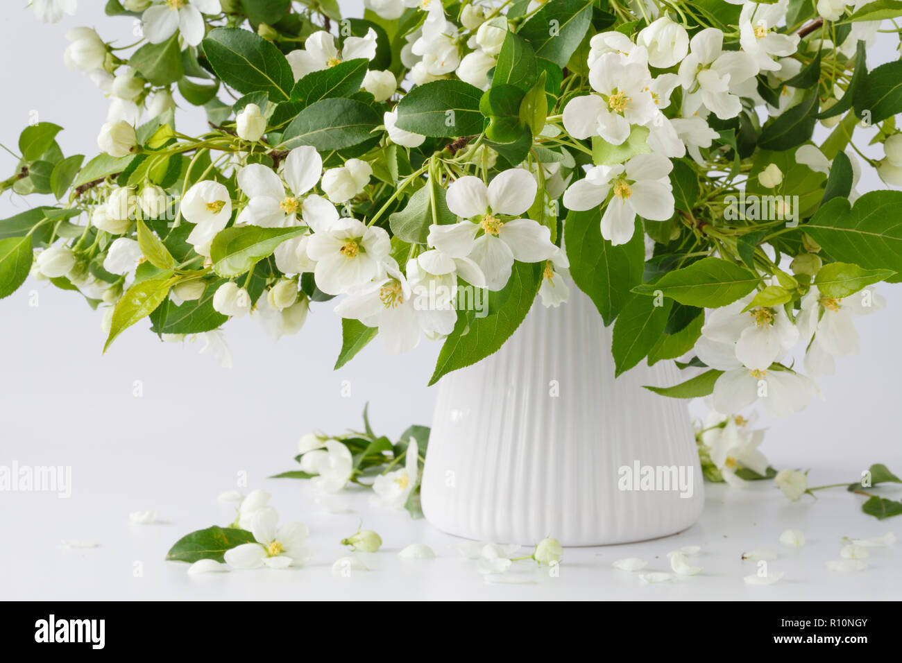 Bouquet de branches d'un apple fleurs tableau brillant. Fleurs blanches sur une branche Banque D'Images