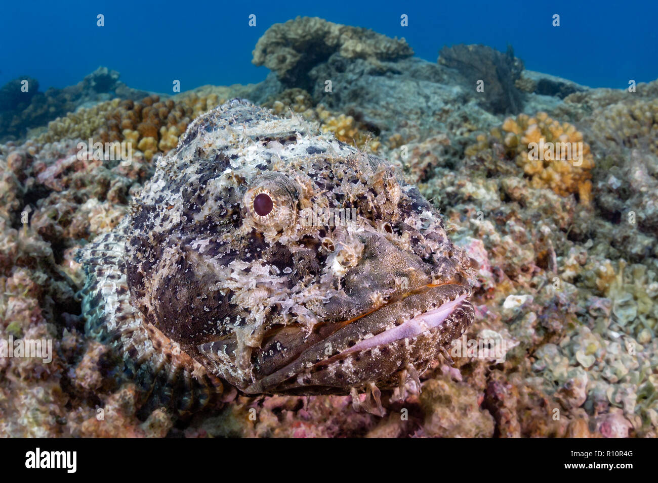 Scorpionfish se fond dans son environnement à Swanee Reef, La Paz, Baja California Sur, Mexique (Scorpaenidae) Banque D'Images
