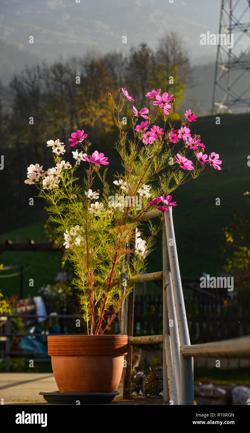 Floraison de fleurs cosmos en pot. Arrière-plan de la nature Photo Stock -  Alamy