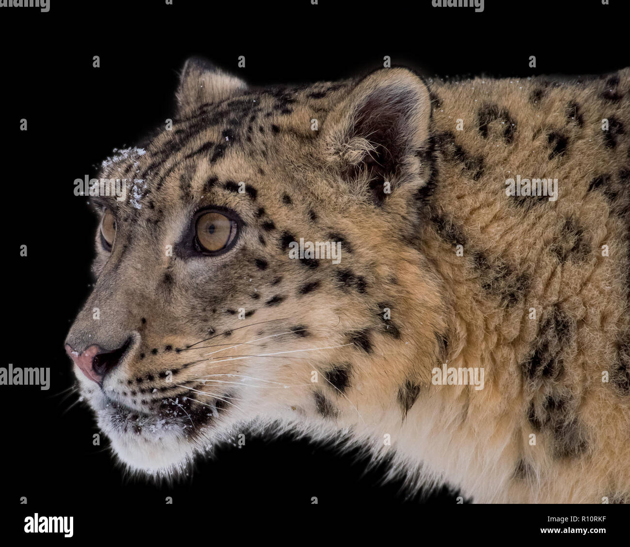 Portrait de Snow Leopard isolées sur fond noir Banque D'Images