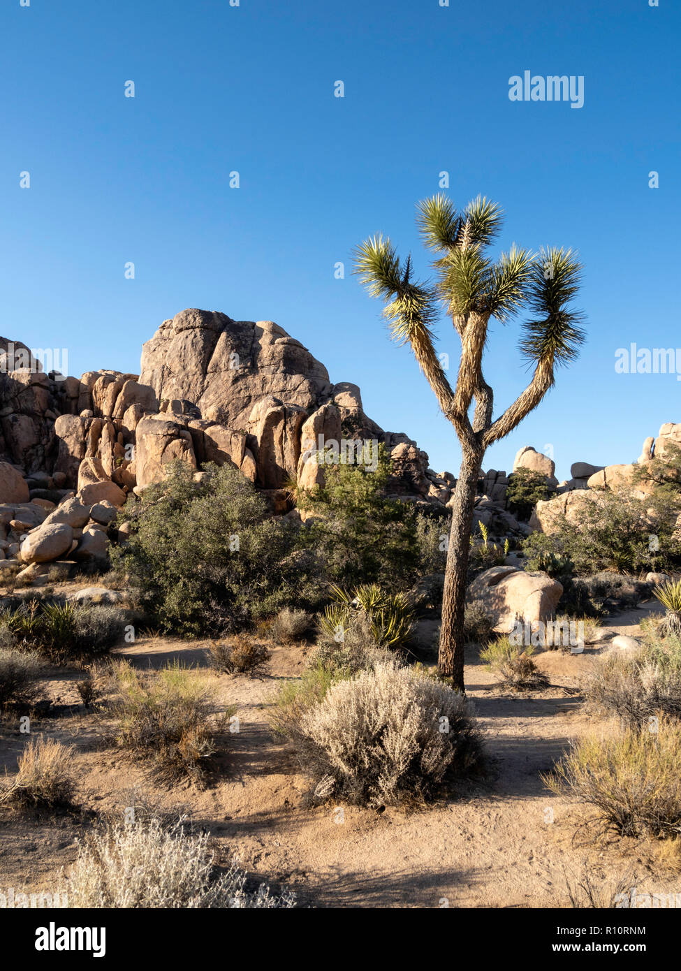 Joshua Tree, Yucca brevifolia, sur le sentier de Hidden Valley, le parc national Joshua Tree, California, USA Banque D'Images