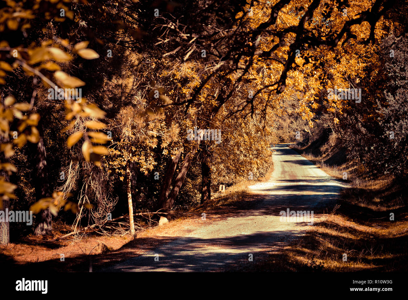 Belle couleur d'automne dans la forêt avec le chemin parmi les arbres éclairés par la lumière du soleil Banque D'Images