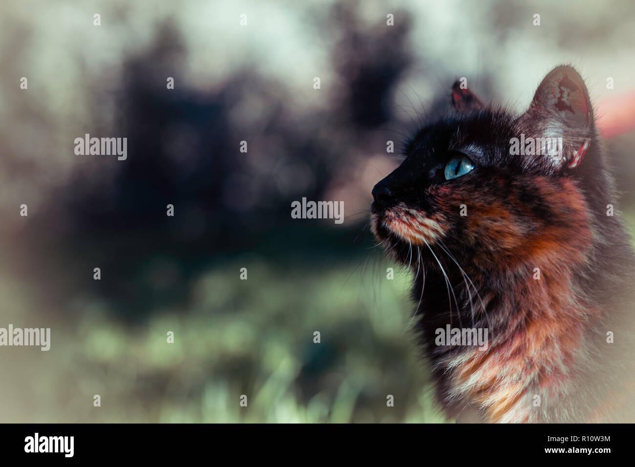 Beau chat aux yeux bleus fixant Banque D'Images