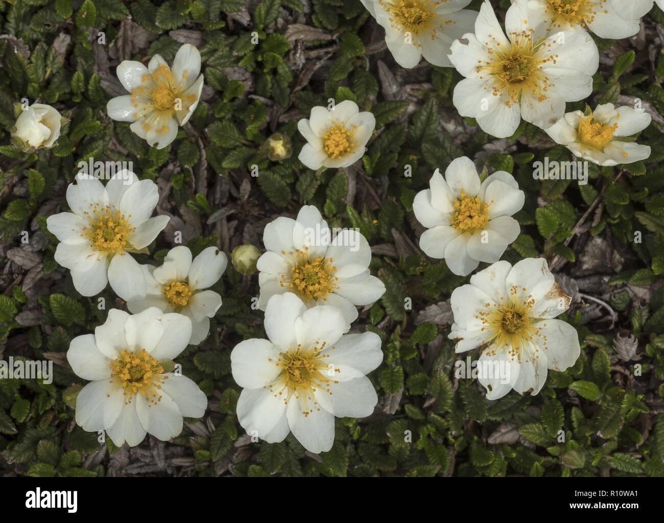 La dryade, Dryas octopetala, en pleine floraison sur lapiez. Banque D'Images