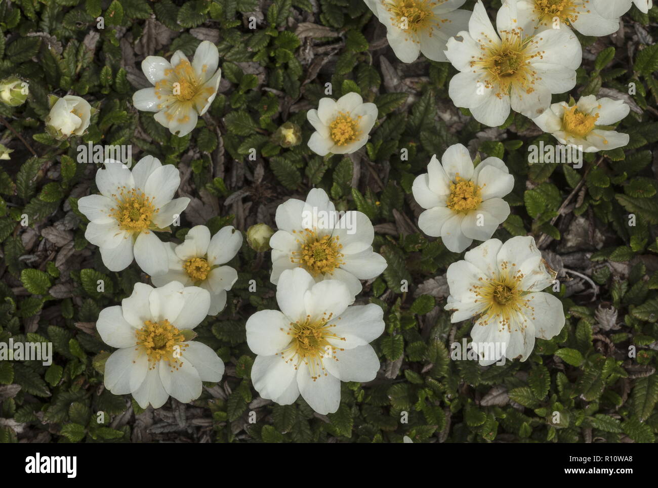 La dryade, Dryas octopetala, en pleine floraison sur lapiez. Banque D'Images