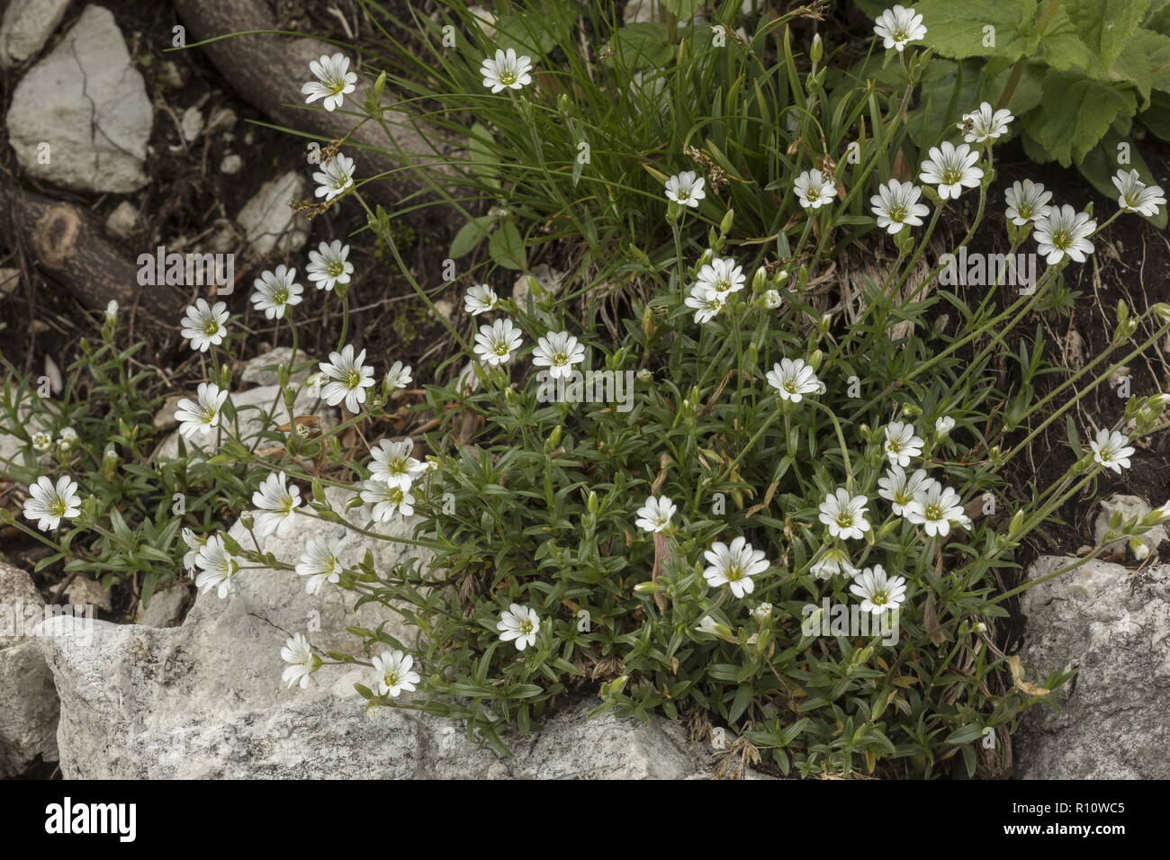 Souris de champ-auriculaire, Cerastium arvense, forme des montagnes. Alpes Juliennes, en Slovénie. Banque D'Images