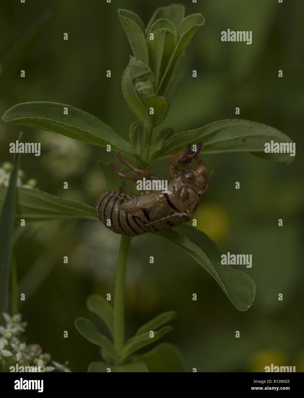 Avec peau de Cigale adultes dans la région de mountain meadow, la Slovénie. Banque D'Images