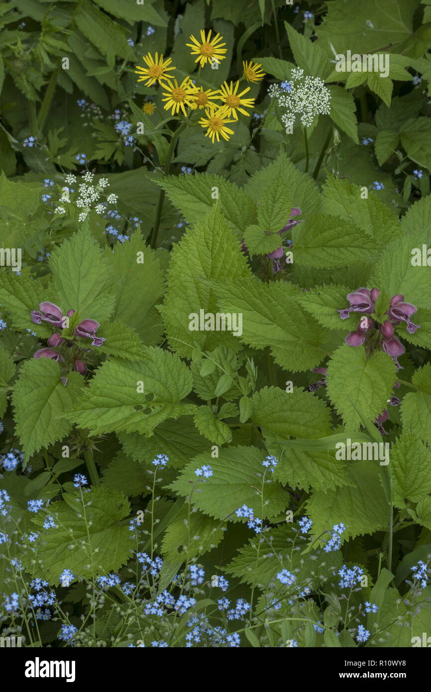 Prairie alpine dans les Alpes Juliennes, avec l'Archange à feuilles de mélisse, bois forget-me-not, Tephroseris crispa etc. la Slovénie. Banque D'Images