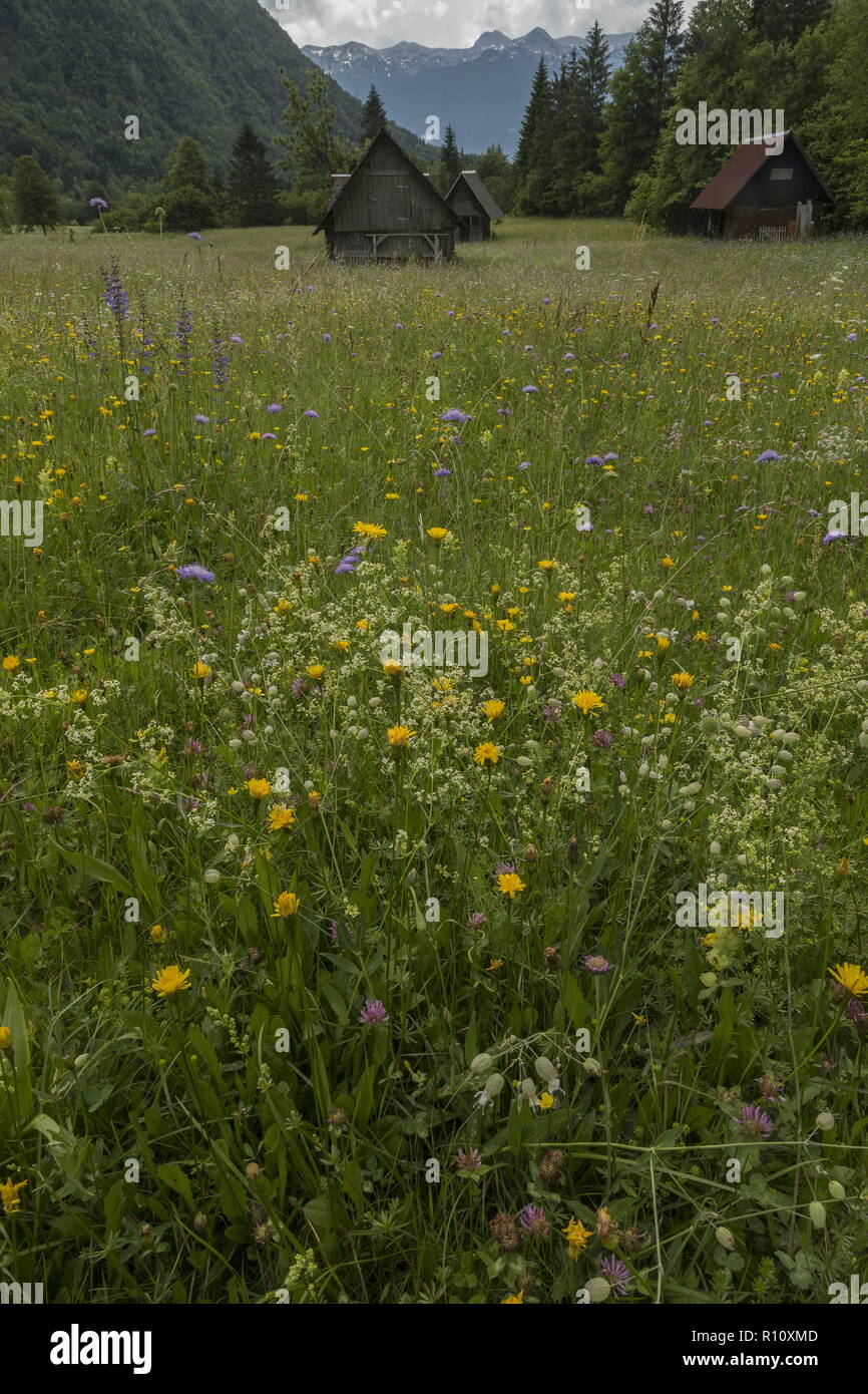 Prairies de fauche de montagne fleurie, avec des granges, dans la vallée de Mostnice, parc national du Triglav, Alpes Juliennes, en Slovénie. Banque D'Images