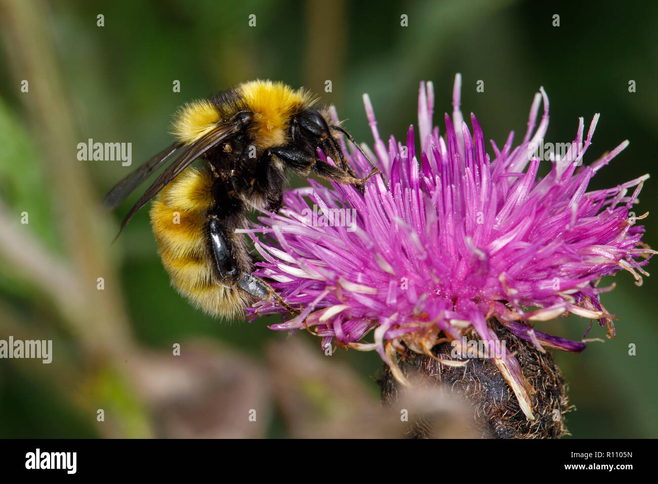 Grand bourdon Bombus , distinguendus jaune, la centaurée noire sur nectar, Centaurea nigra Banque D'Images