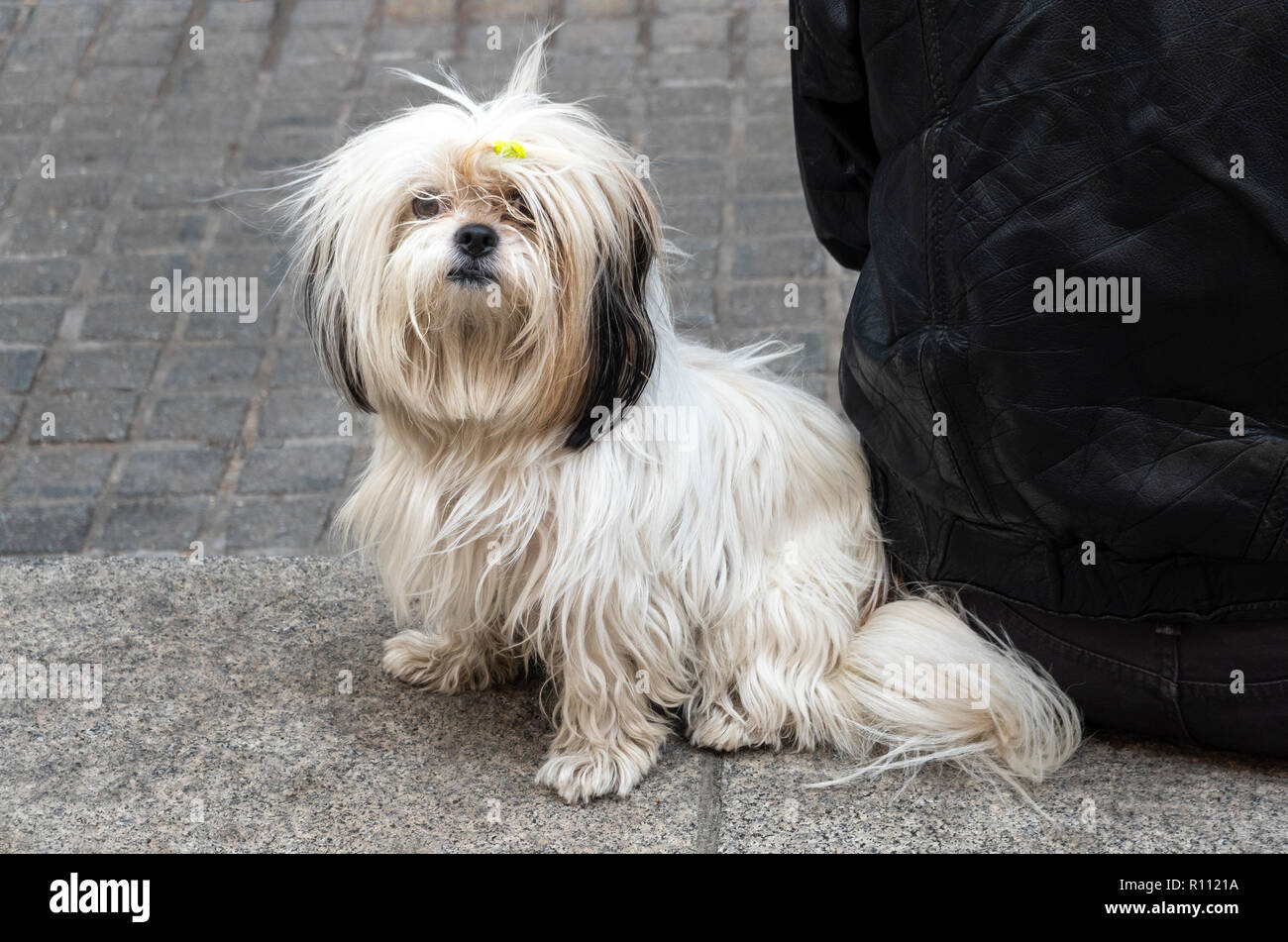 Shih Tzu, un jouet chien de race en provenance de Chine Banque D'Images