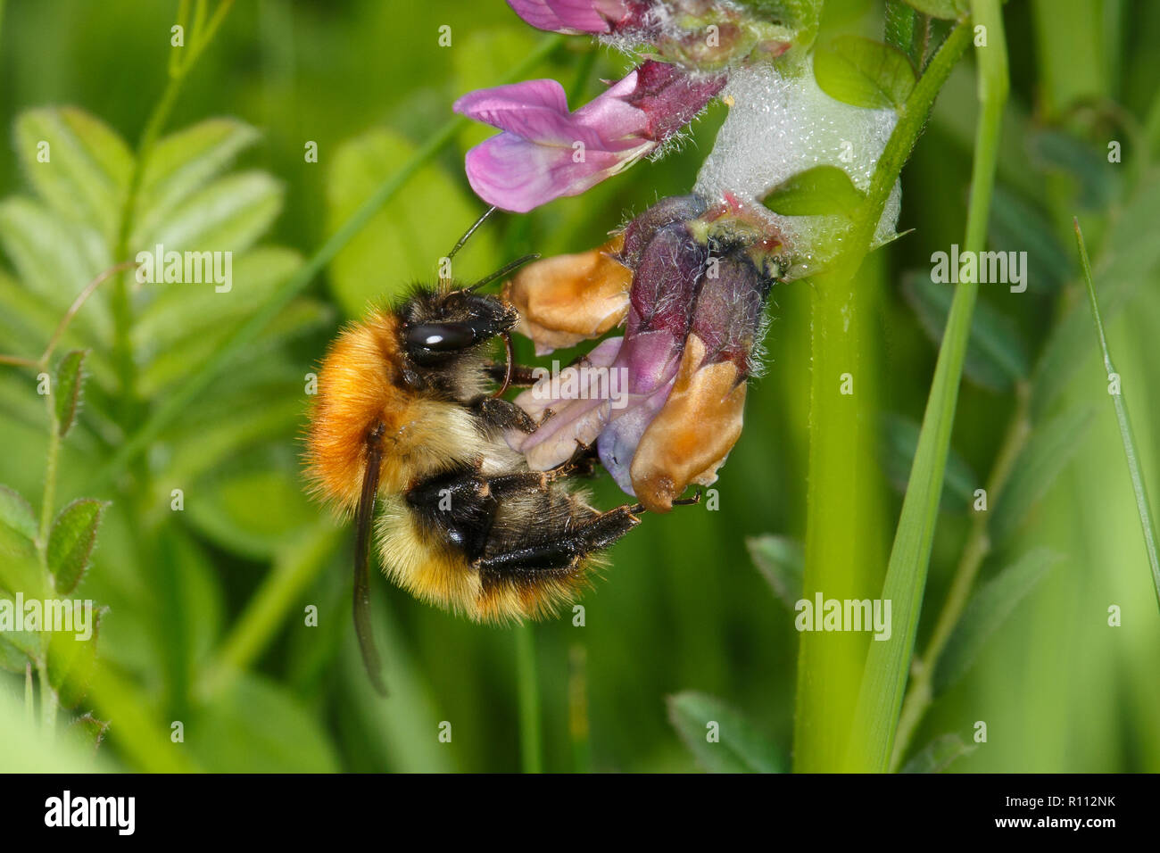 Carde commun, Bumblebee Bombus pascuorum Banque D'Images