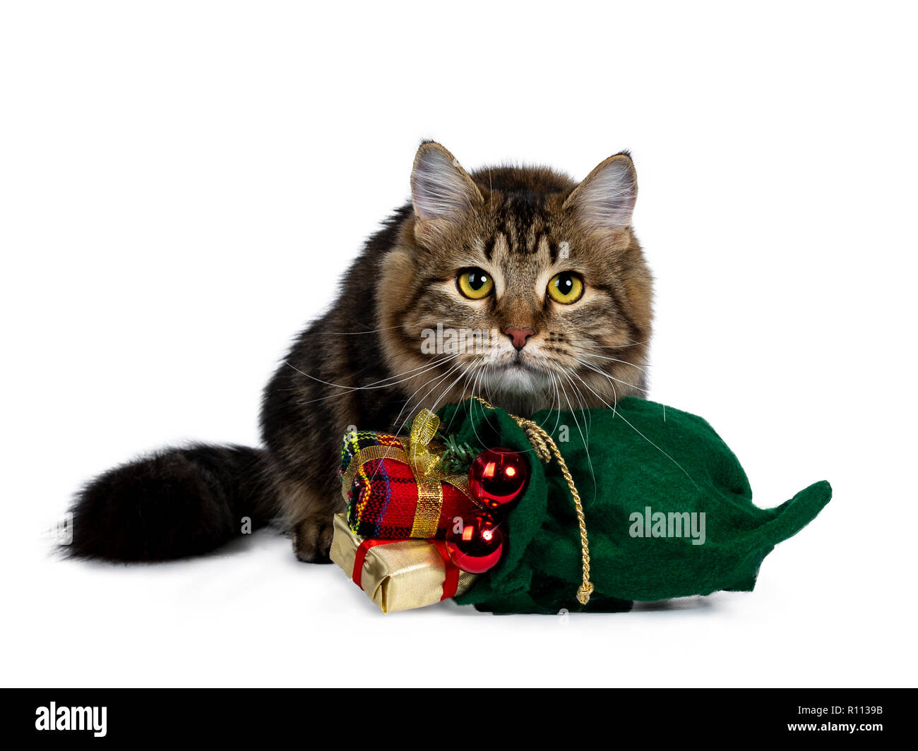 Cute black tabby chaton sibérien fixant derrière un Noël vert sachet rempli de cadeaux et de boules rouges, l'air très concentré avec un jaune vif Banque D'Images