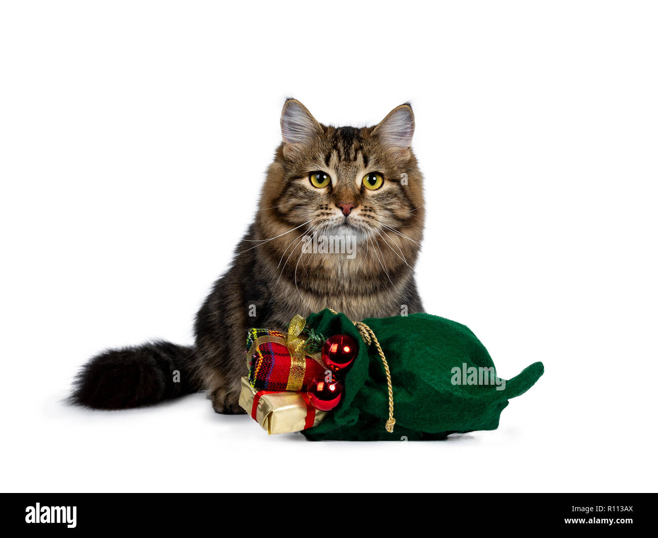 Cute black chat sibérien tabby kitten assis derrière un Noël vert sachet rempli de cadeaux et de boules rouges, regardant droit devant avec des ye Banque D'Images