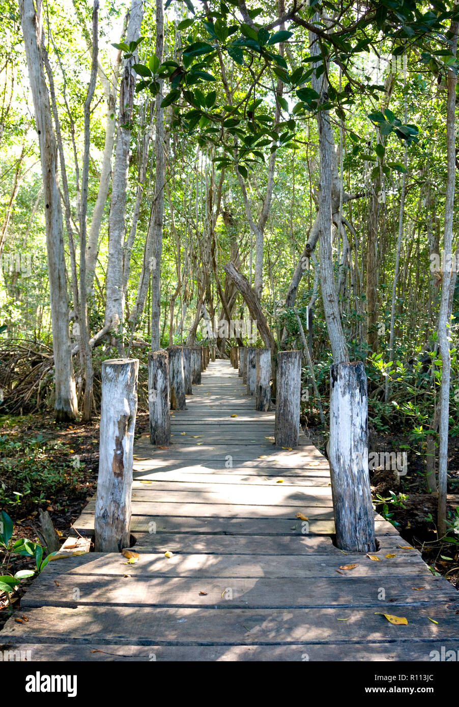 Promenade sentier en bois sous les arbres de la jungle luxuriante mène à la mangrove, Celestun, Mexique Banque D'Images