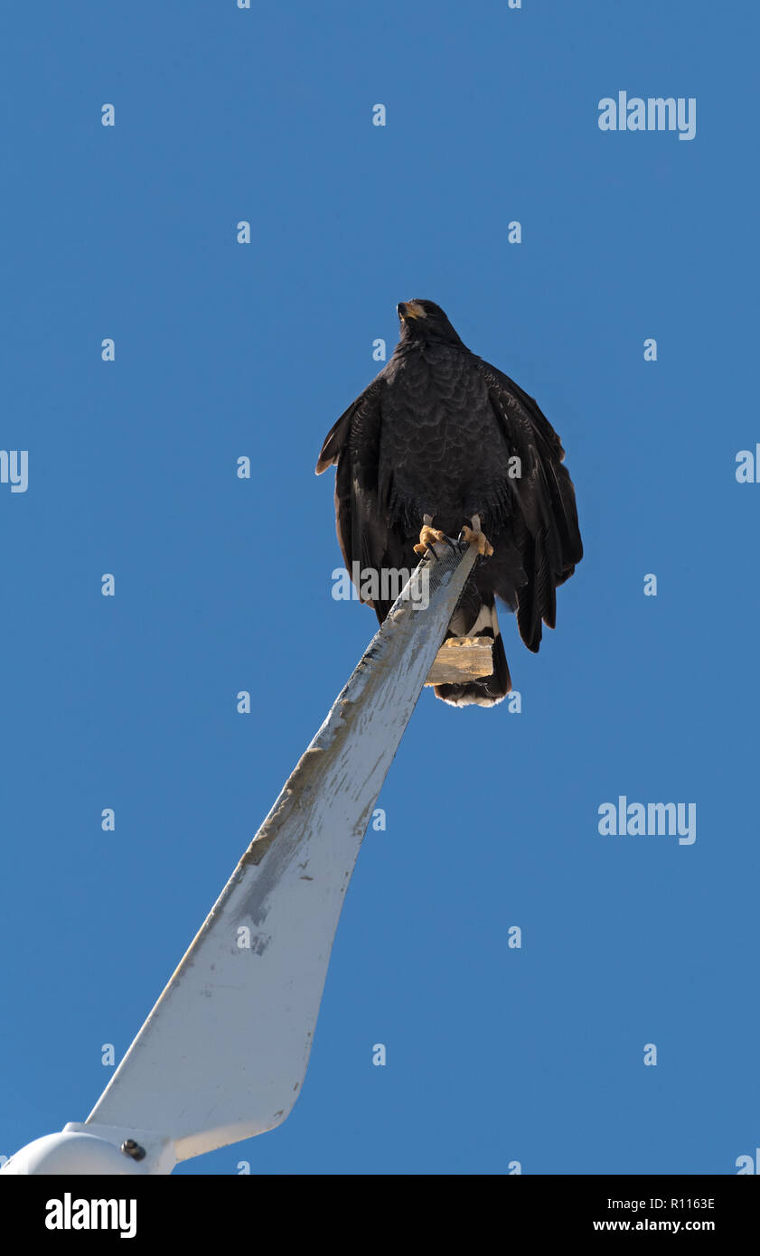 Jeune noir accipitriformes est assis sur une pale de rotor d'une éolienne, Yucatan, Mexique. Banque D'Images