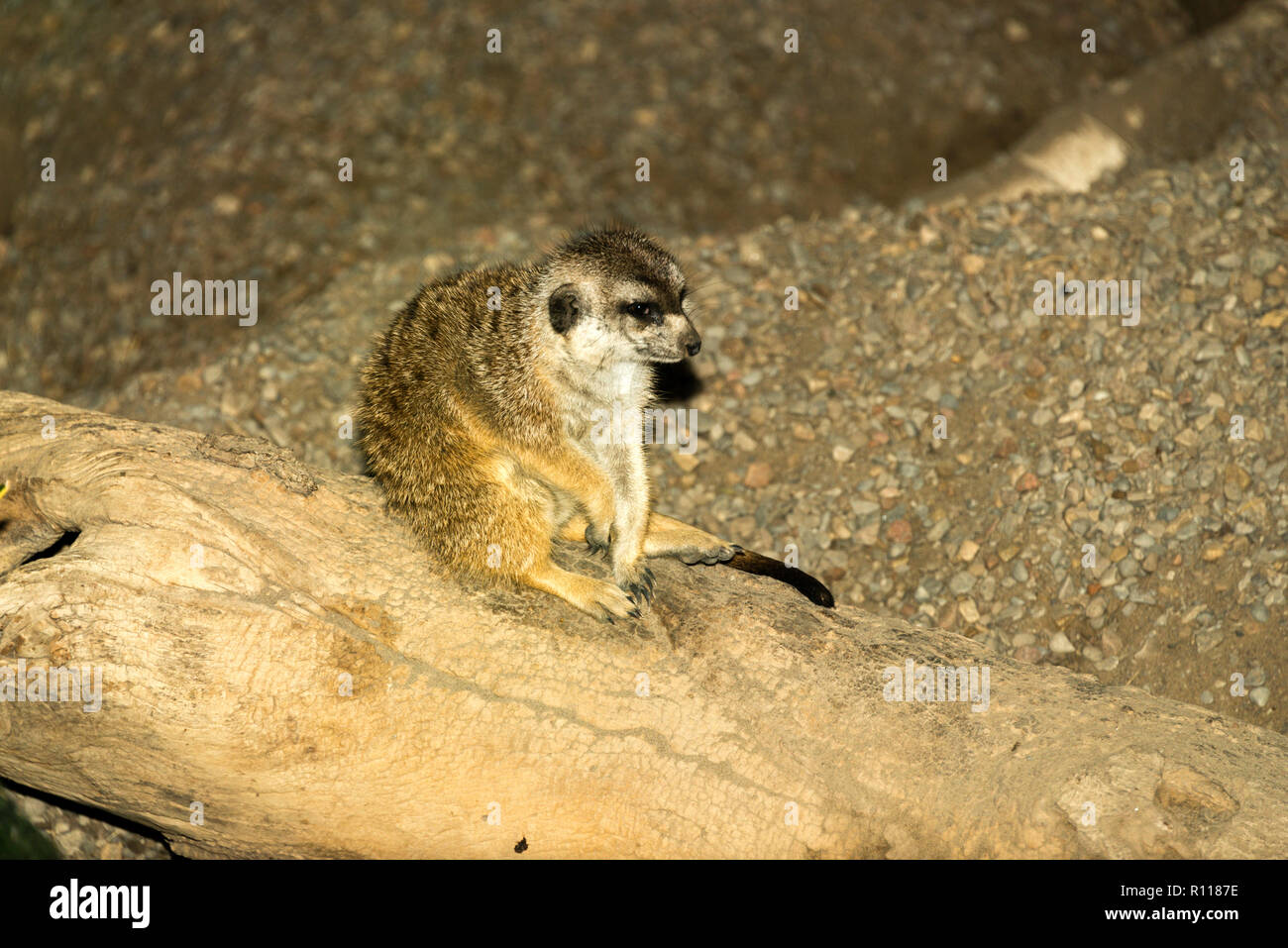 À queue fine Meerkat (Suricata suricatta) Banque D'Images