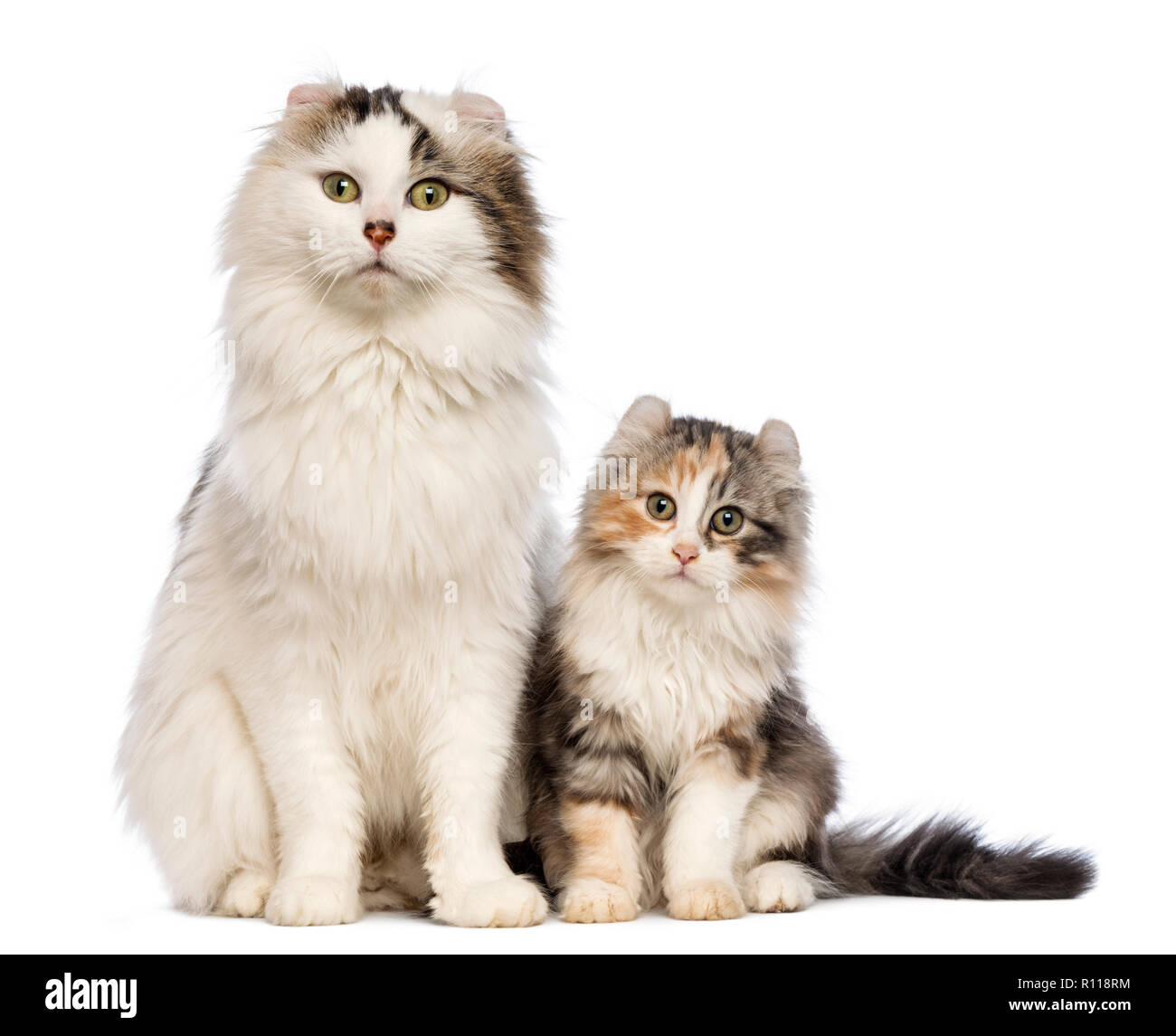 American Curl Chaton 3 Mois Assis Avec Sa Maman In Front Of White Background Photo Stock Alamy