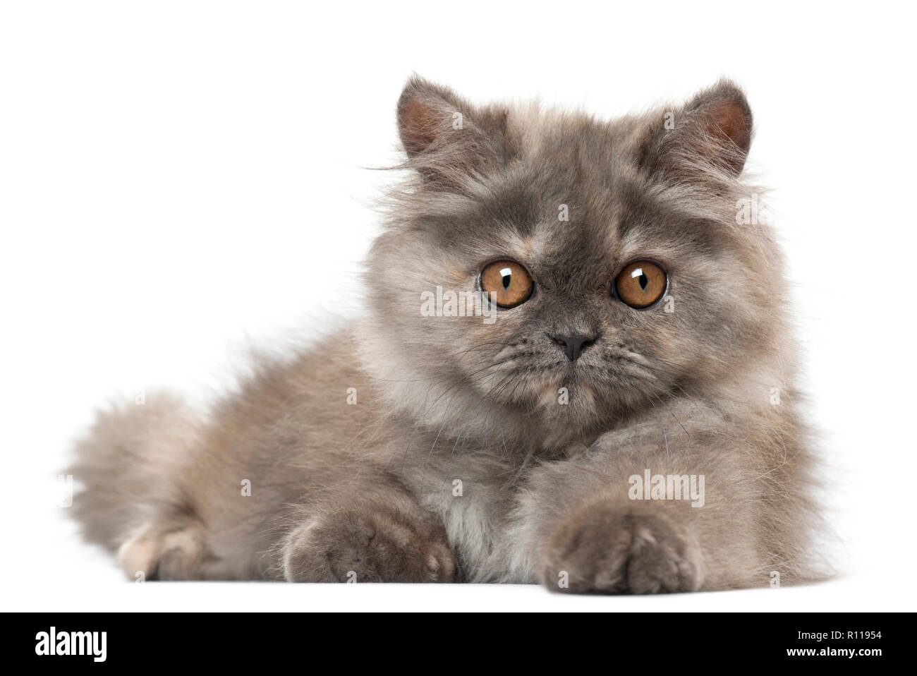 Chaton Persan 3 Mois In Front Of White Background Photo Stock Alamy Chaton Persan 3 Mois In Front Of White Background Photo Stock Alamy