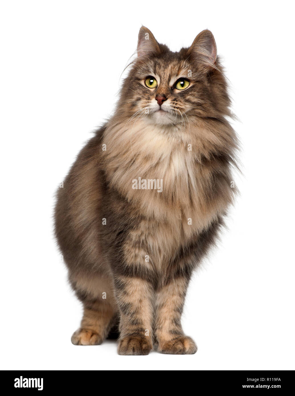 Chat Norvegien 1 Ans Et Demi Standing Against White Background Photo Stock Alamy