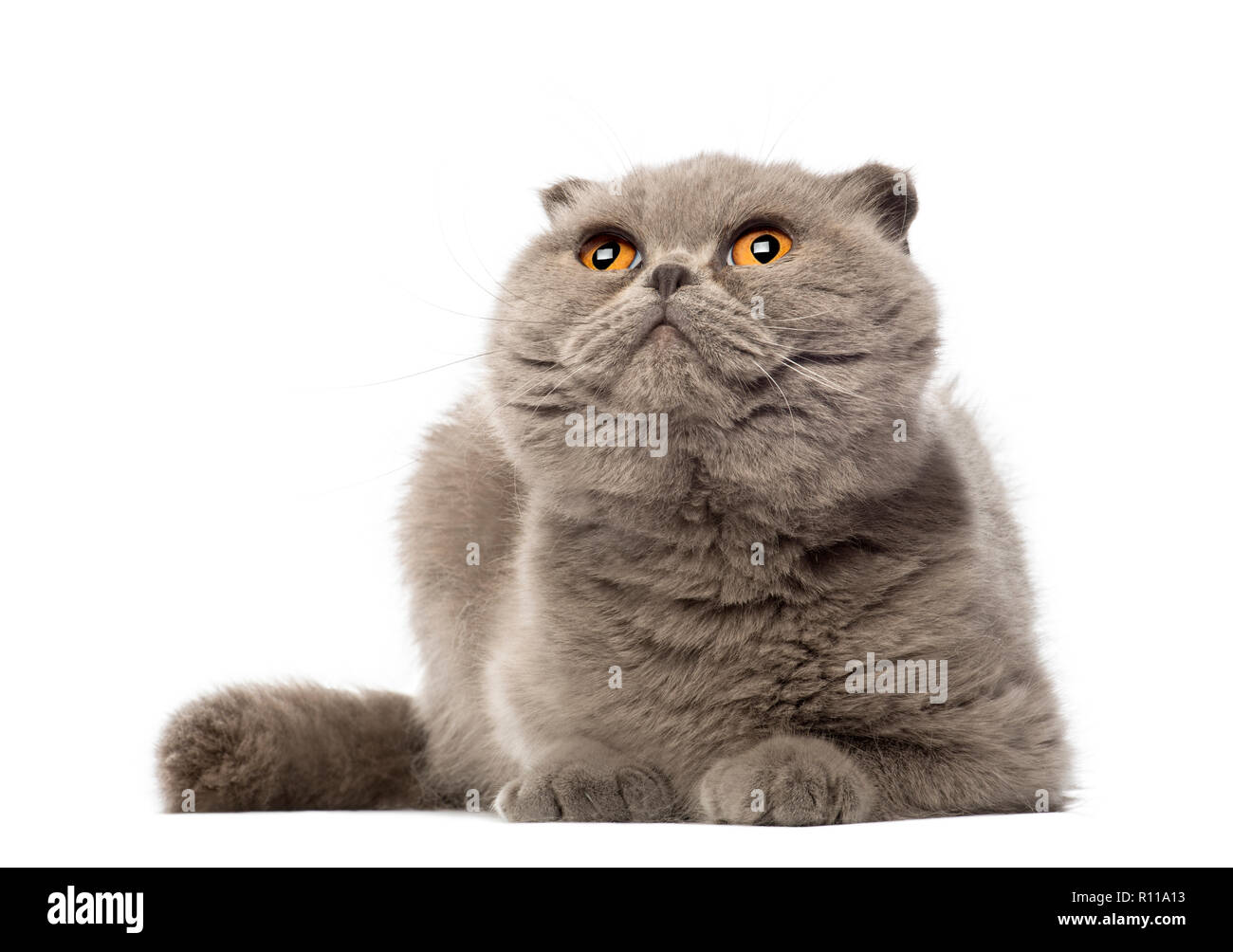 Scottish Fold couché et regardant vers le haut, 3 ans, contre fond blanc Banque D'Images