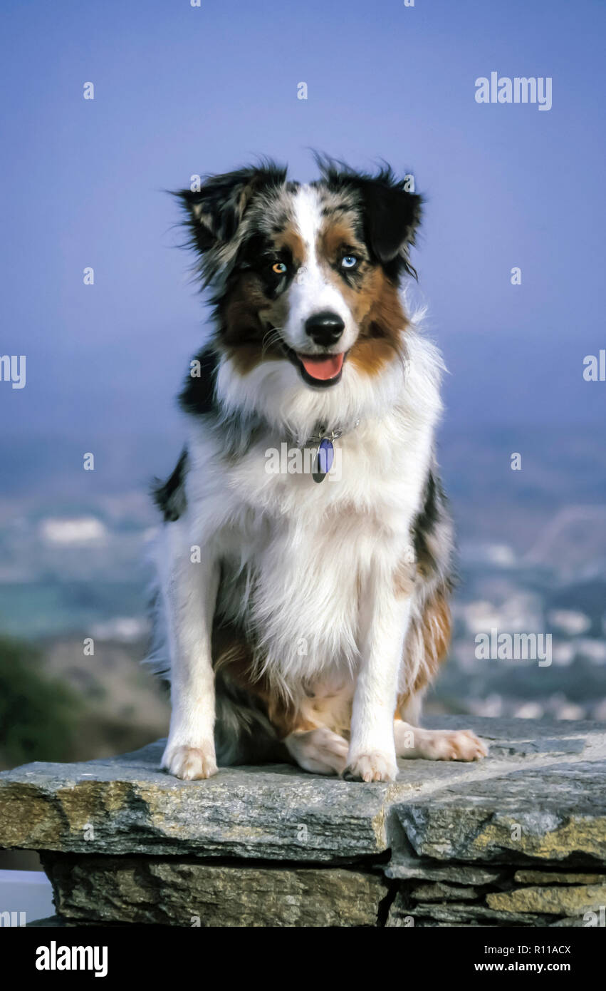 Le chien de berger australien assis sur mur de pierre Un œil bleu et un œil bleu et brun ½ ½. © Myrleen ............Pearson Ferguson Cate Banque D'Images
