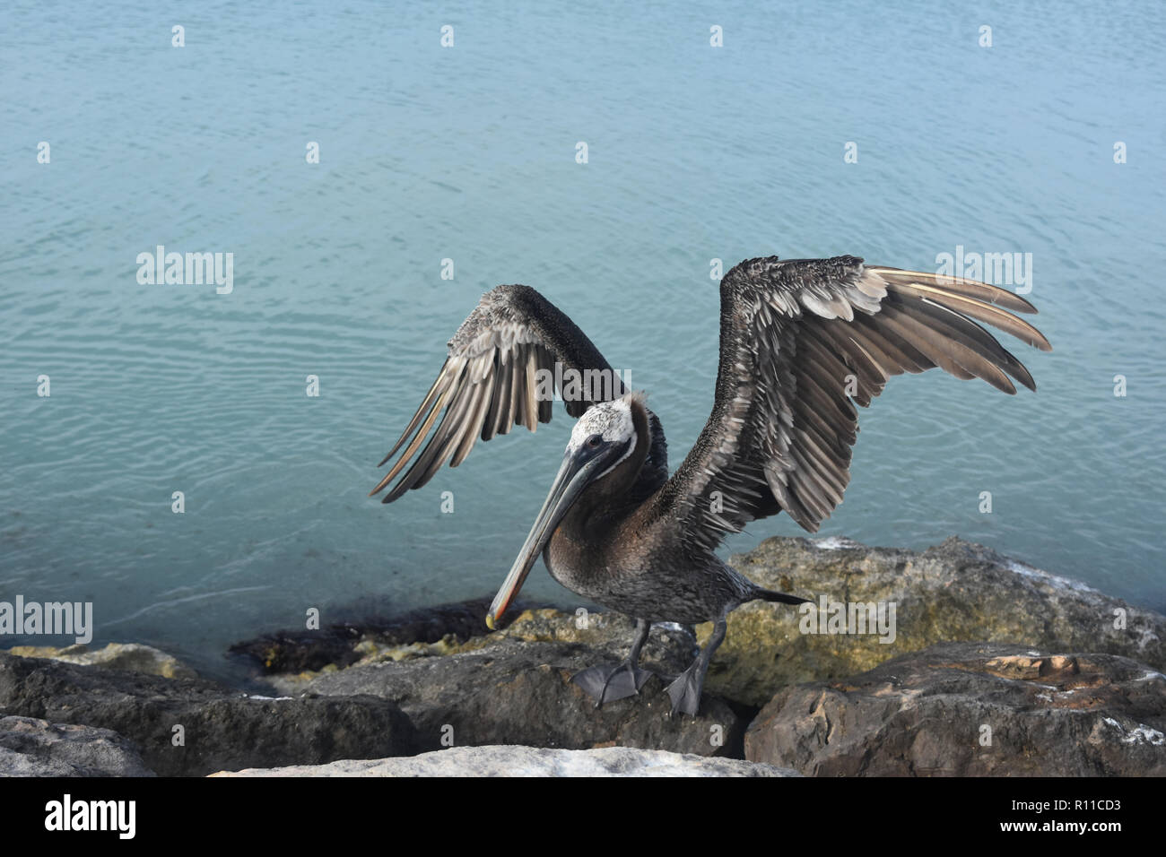 Pelican grand avec des plumes sur des ailes montrant dans le soleil d'Aruba. Banque D'Images