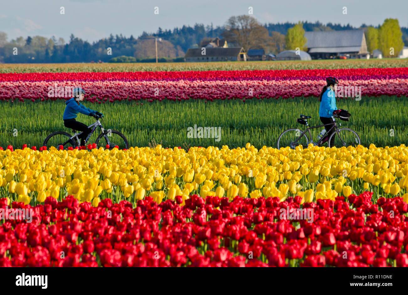 Les cyclistes équitation à travers les champs de tulipes dans la vallée de la Skagit, État de Washington, USA. La vallée Skagit Festival. Banque D'Images