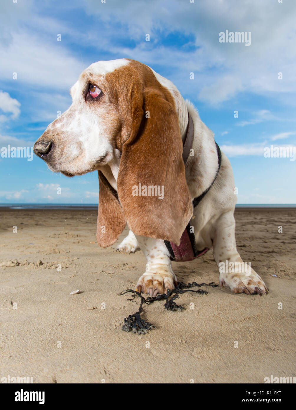 Basset Hound sur une plage Banque D'Images