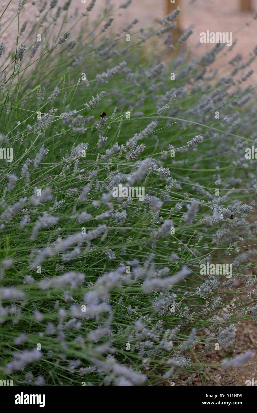 Bush de lavande avec une faible profondeur de champ et l'arrière-plan vert Banque D'Images