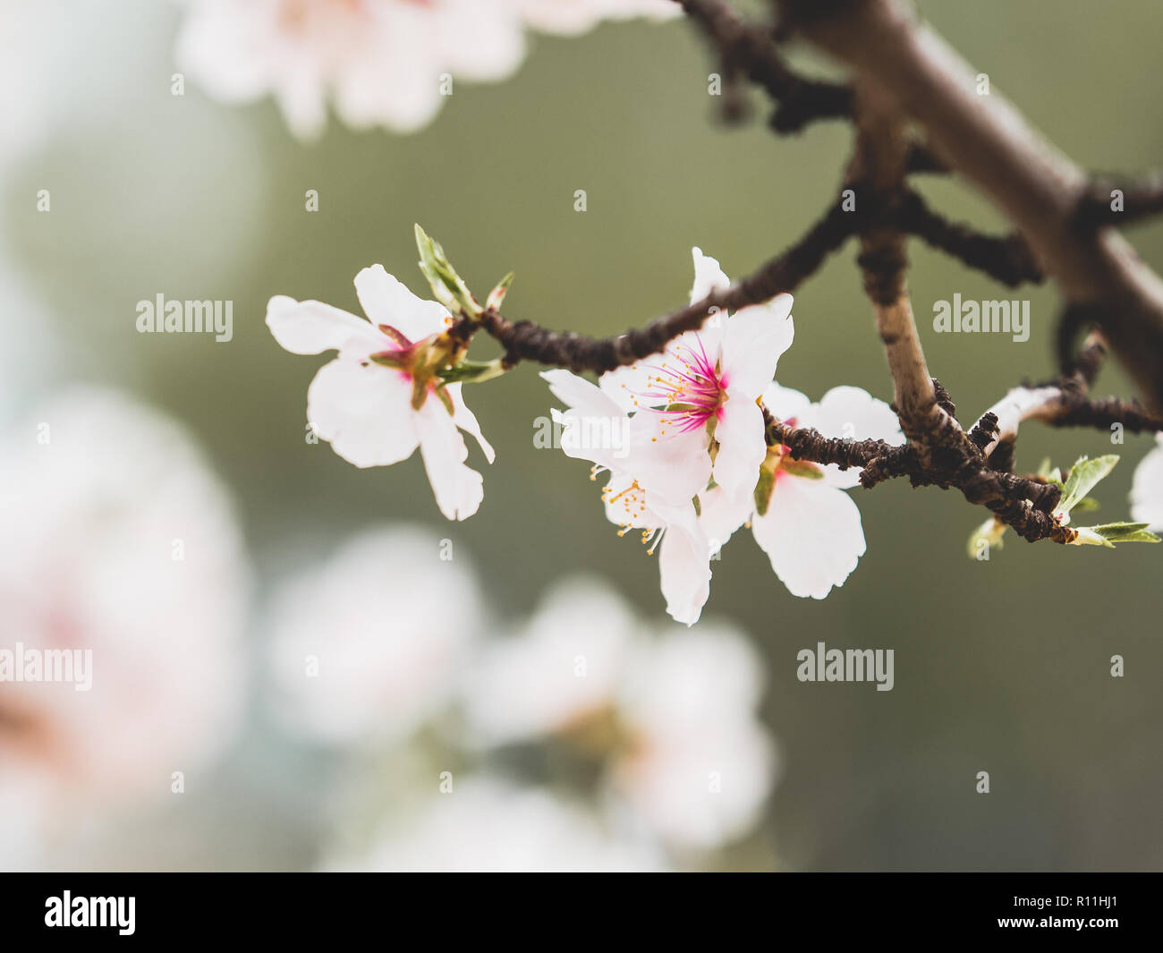 La floraison, d'arbres fruitiers en fleurs dans la région de Murcie, parmi lesquels sont les pêchers et les amandiers. Banque D'Images