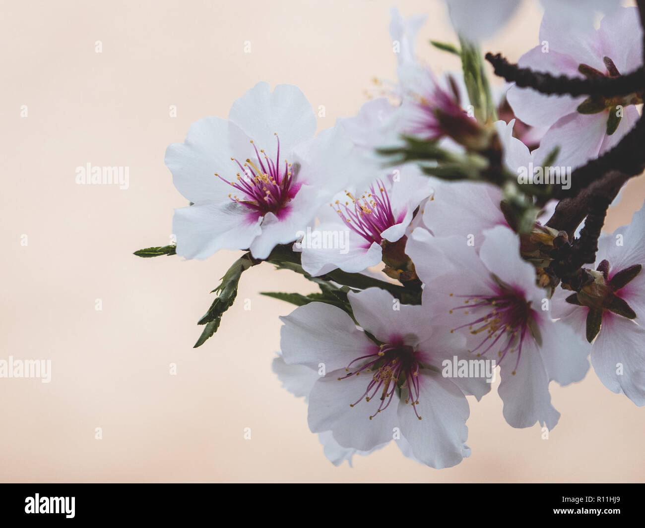 La floraison, d'arbres fruitiers en fleurs dans la région de Murcie, parmi lesquels sont les pêchers et les amandiers. Banque D'Images