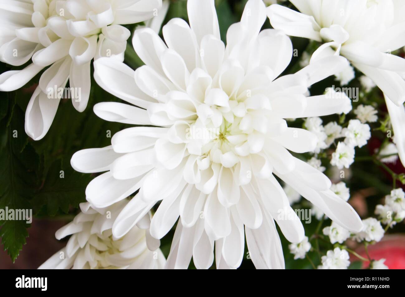 Chrysanthгёmes , parfois appelé mamans ou chrysanths, sont des plantes à fleurs de la famille des Chrysanthemumin la famille des Astéracées. Ils sont originaire d'Asie Banque D'Images