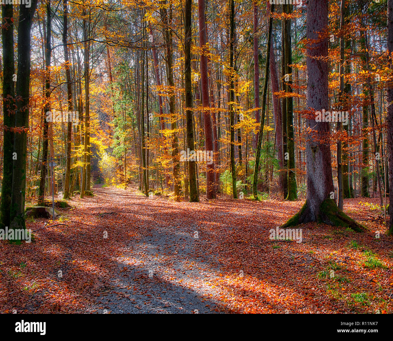 DE - BAVARIA : forêt d'automne près de Iffeldorf (HDR-photographie) Banque D'Images