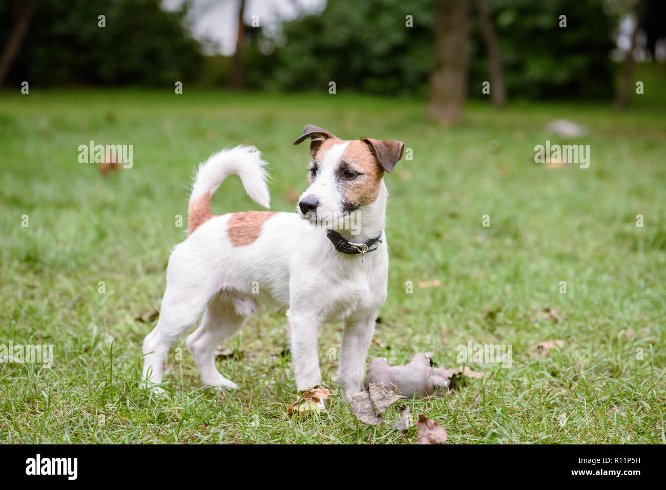 Mignon et triste de chiot Jack Russell Terrier chien à pelouse d'automne dans le parc Banque D'Images