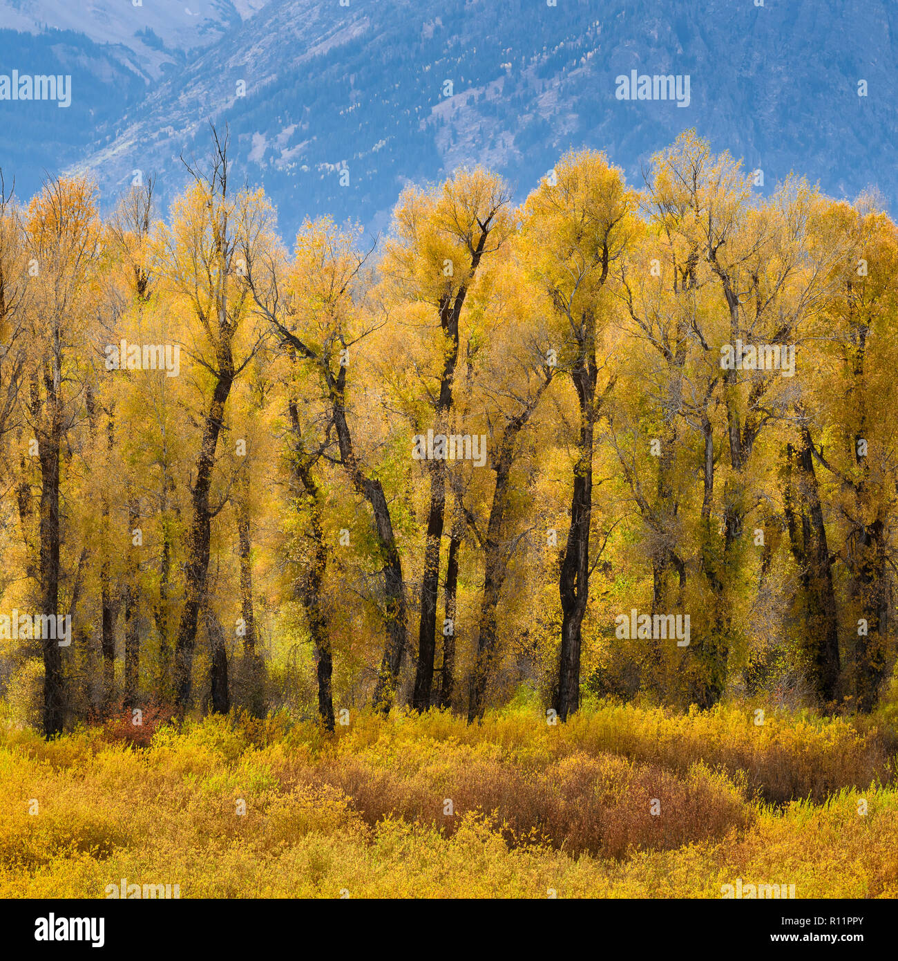 Peupliers et saules en automne à Blacktail en étangs du Parc National de Grand Teton, Wyoming. Banque D'Images