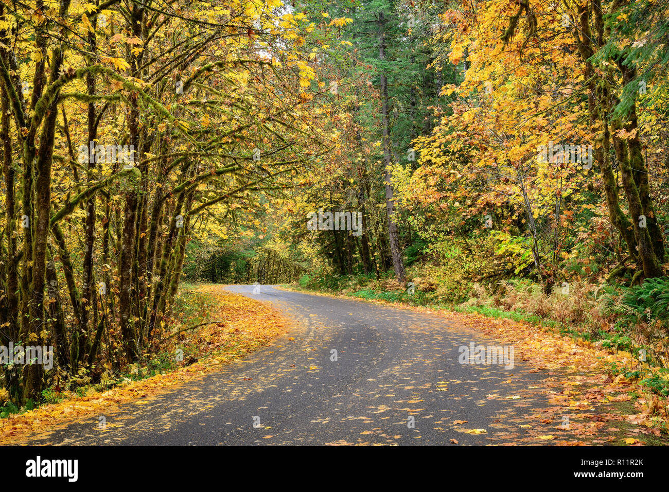 La couleur de l'automne sur l'Ouest Cascades Scenic Byway, forêt nationale de Willamette, Oregon. Banque D'Images