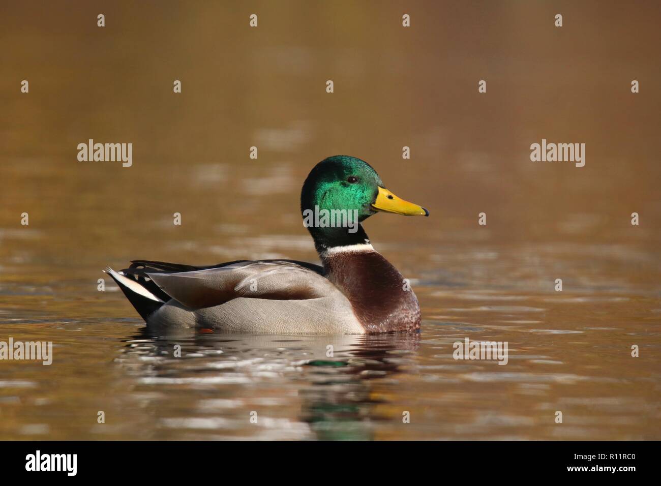 Un mâle Canard colvert Anas platyrhynchos natation sur un lac à l'automne Banque D'Images
