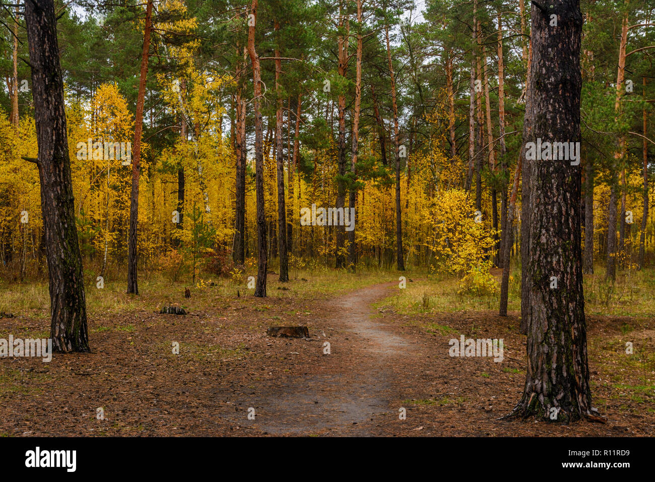 Promenade dans les bois.. d'Automne Couleurs d'automne. Les feuilles d'automne. La beauté. Le plaisir. Banque D'Images