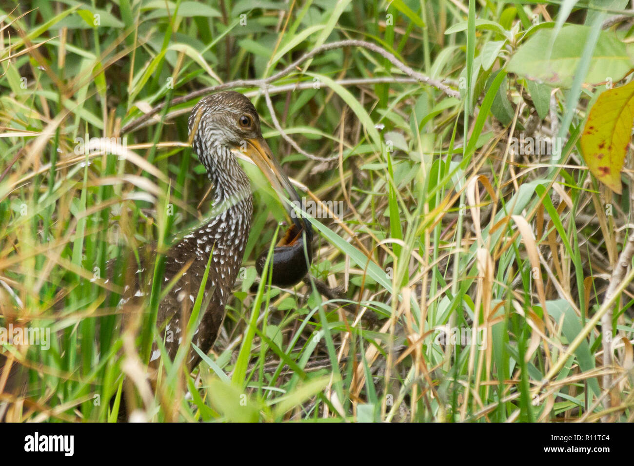Un grand héron à chercher de la nourriture dans un milieu humide Banque D'Images